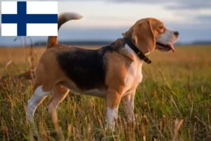 Read more about the article Beagle-opdrættere og hvalpe i Finland