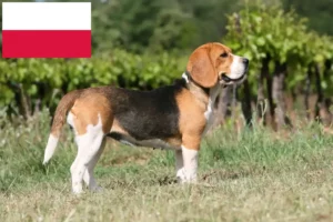 Read more about the article Beagle-opdrættere og hvalpe i Polen