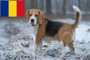 Read more about the article Beagle-opdrættere og hvalpe i Rumænien