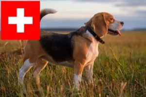 Read more about the article Beagle-opdrættere og hvalpe i Schweiz