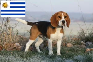 Read more about the article Beagle-opdrættere og hvalpe i Uruguay