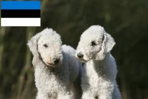 Read more about the article Bedlington Terrier-opdrættere og hvalpe i Estland
