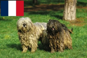 Read more about the article Opdrætter af Bergamasco Hyrdehund og hvalpe i Frankrig