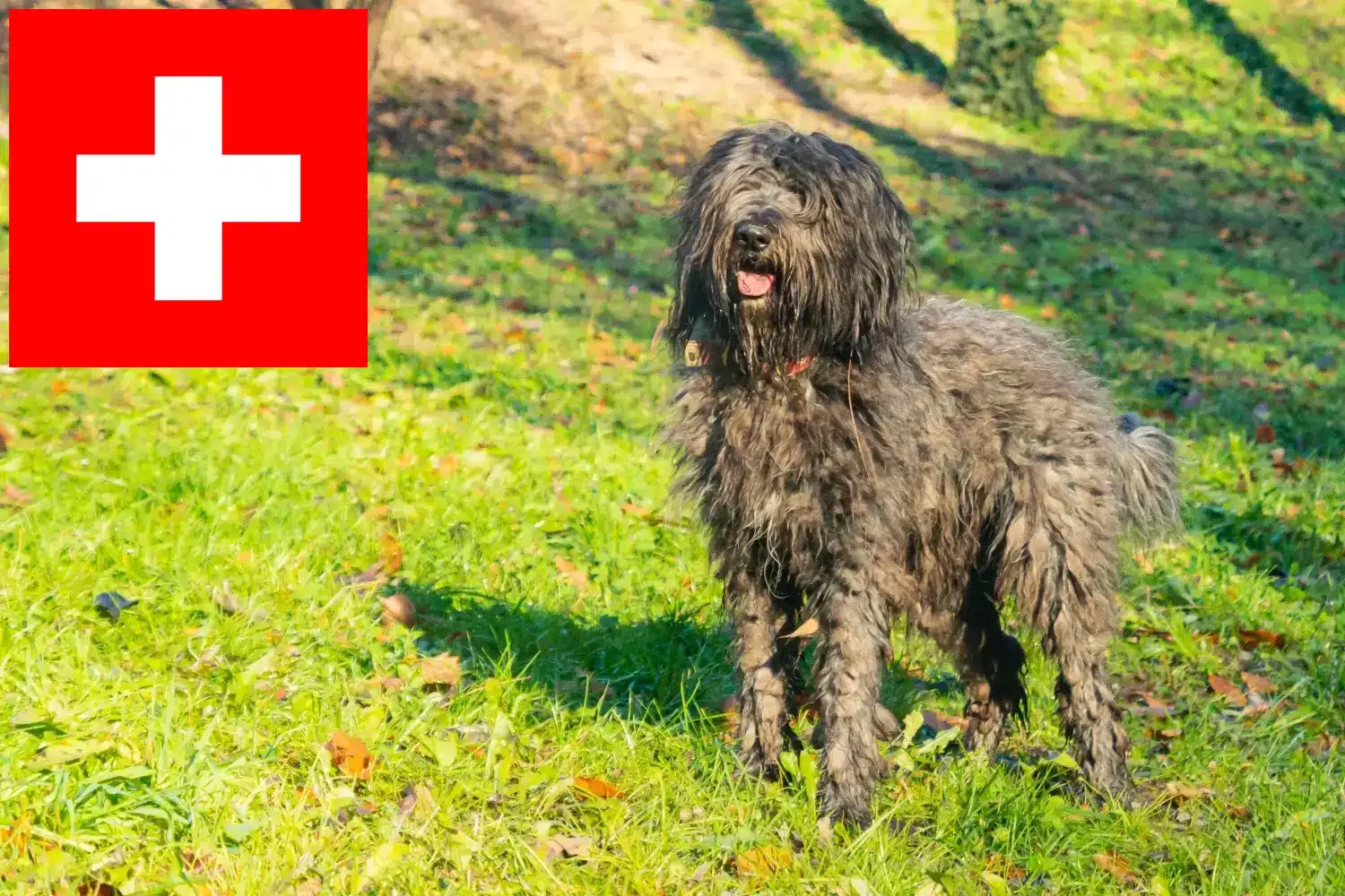 Read more about the article Bergamasco hyrdehundeopdrættere og hvalpe i Schweiz