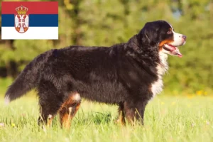 Read more about the article Berner Sennenhunde opdrætter og hvalpe i Serbien