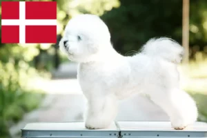 Read more about the article Bichon Frisé-opdrættere og hvalpe i Danmark