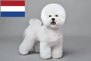 Read more about the article Bichon Frisé opdrættere og hvalpe i Holland