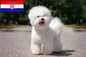 Read more about the article Bichon Frisé-opdrættere og hvalpe i Kroatien