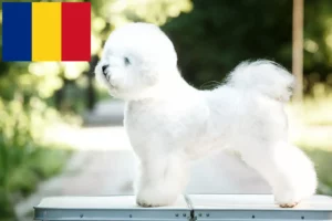 Read more about the article Bichon Frisé-opdrættere og hvalpe i Rumænien