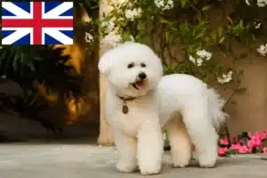 Read more about the article Bichon Frisé-opdrættere og hvalpe i Storbritannien