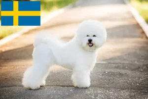 Read more about the article Bichon Frisé opdrættere og hvalpe i Sverige