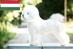 Read more about the article Bichon Frisé opdrættere og hvalpe i Ungarn