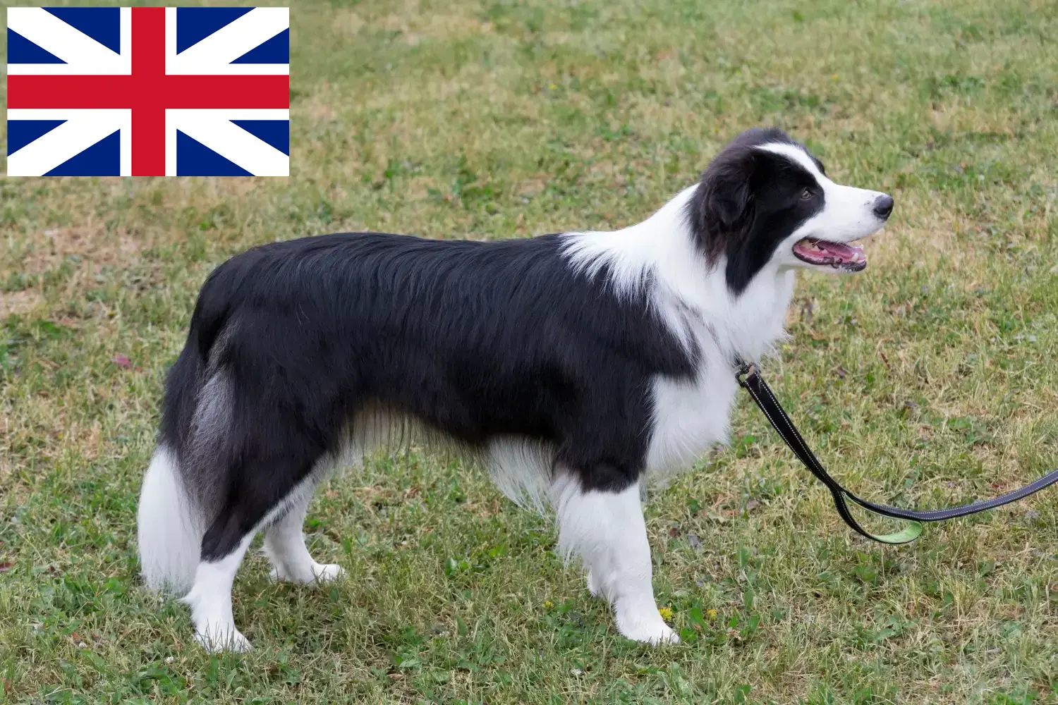 Read more about the article Border Collie opdrættere og hvalpe i Storbritannien