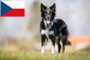 Read more about the article Border Collie opdrættere og hvalpe i Tjekkiet