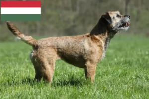 Read more about the article Border Terrier opdrættere og hvalpe i Ungarn