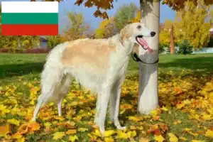 Read more about the article Borzoi-opdrættere og hvalpe i Bulgarien