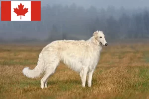 Read more about the article Borzoi-opdrættere og hvalpe i Canada