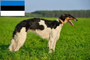 Read more about the article Borzoi-opdrættere og hvalpe i Estland