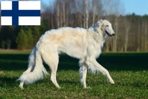 Read more about the article Borzoi-opdrættere og hvalpe i Finland