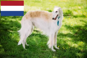 Read more about the article Borzoi-opdrættere og hvalpe i Holland