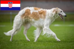 Read more about the article Borzoi-opdrættere og hvalpe i Kroatien