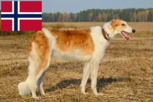 Read more about the article Borzoi-opdrættere og hvalpe i Norge