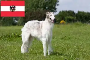 Read more about the article Borzoi-opdrættere og hvalpe i Østrig