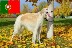 Read more about the article Borzoi-opdrættere og hvalpe i Portugal