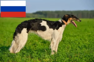 Read more about the article Borzoi-opdrættere og hvalpe i Rusland