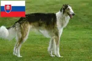 Read more about the article Borzoi-opdrættere og hvalpe i Slovakiet