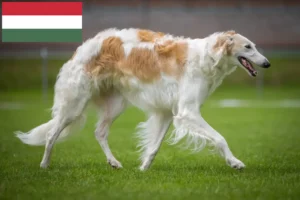 Read more about the article Borzoi-opdrættere og hvalpe i Ungarn