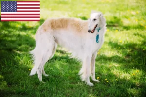 Read more about the article Borzoi-opdrættere og hvalpe i USA