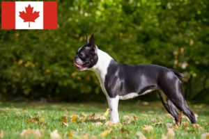 Read more about the article Boston Terrier opdrættere og hvalpe i Canada