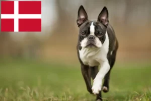 Read more about the article Boston Terrier opdrættere og hvalpe i Danmark