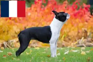 Read more about the article Boston Terrier opdrættere og hvalpe i Frankrig