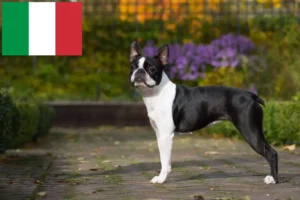 Read more about the article Boston Terrier opdrættere og hvalpe i Italien