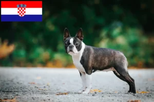 Read more about the article Boston Terrier opdrættere og hvalpe i Kroatien