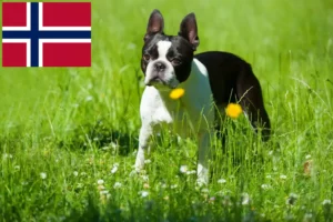 Read more about the article Boston Terrier opdrættere og hvalpe i Norge