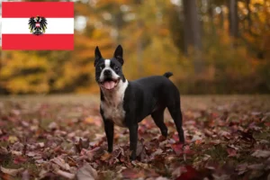 Read more about the article Boston Terrier opdrættere og hvalpe i Østrig