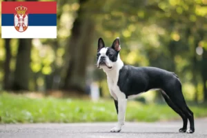 Read more about the article Boston Terrier opdrættere og hvalpe i Serbien