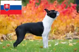 Read more about the article Boston Terrier opdrættere og hvalpe i Slovakiet