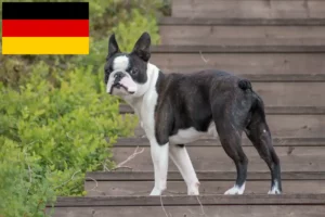 Read more about the article Boston Terrier opdrættere og hvalpe i Tyskland