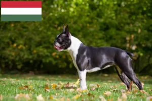 Read more about the article Boston Terrier opdrættere og hvalpe i Ungarn