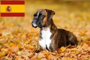 Read more about the article Boxeropdrættere og hvalpe i Spanien