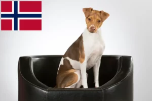 Read more about the article Opdrættere og hvalpe af brasiliansk terrier i Norge