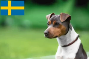 Read more about the article Brasiliansk terrier opdrætter og hvalpe i Sverige