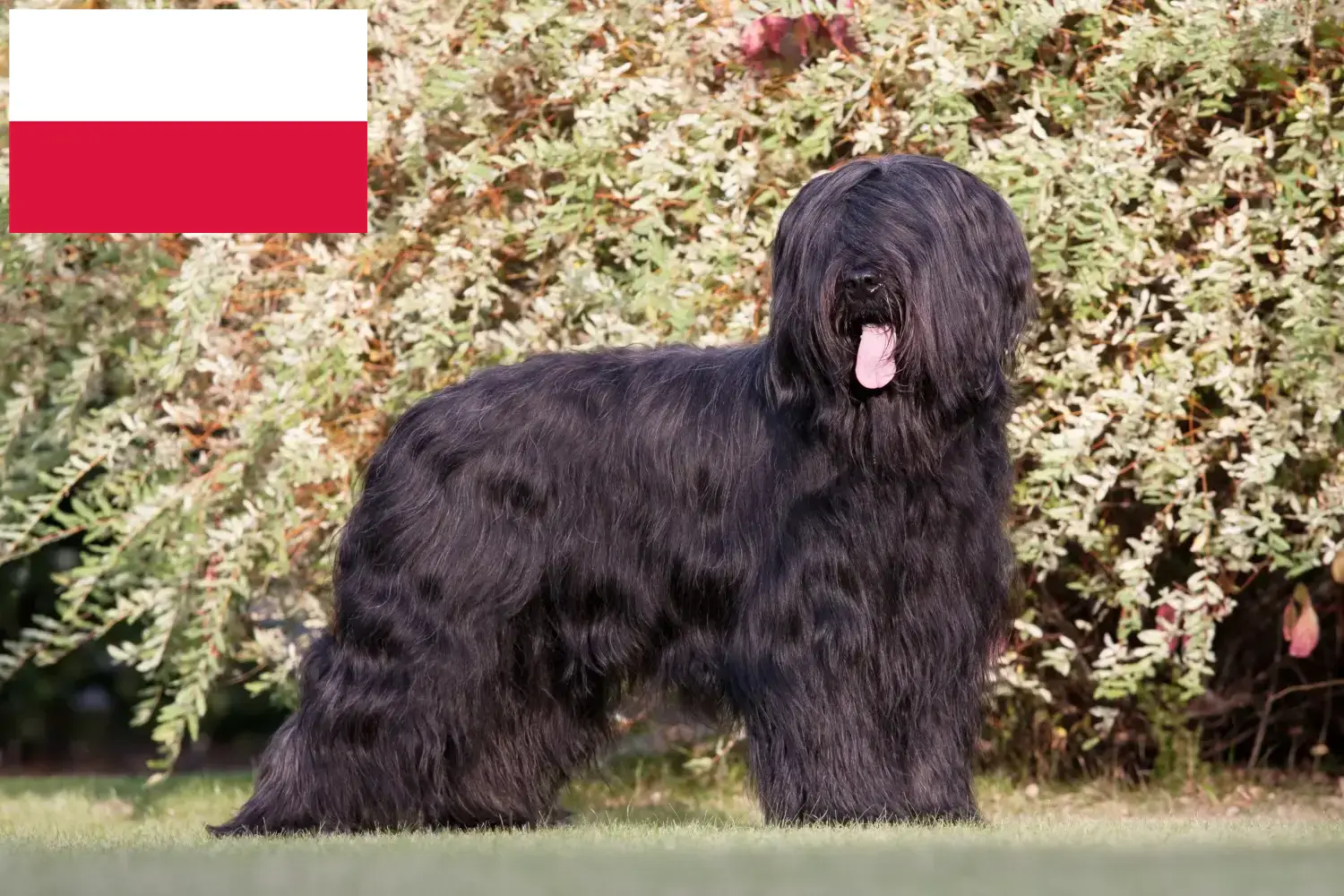 Read more about the article Briard-opdrættere og hvalpe i Polen