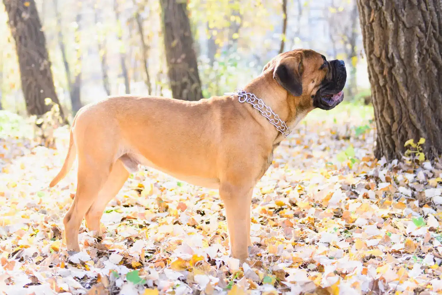 Read more about the article Bullmastiff-opdrætter