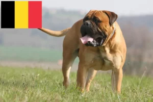 Read more about the article Bullmastiff-opdrættere og hvalpe i Belgien