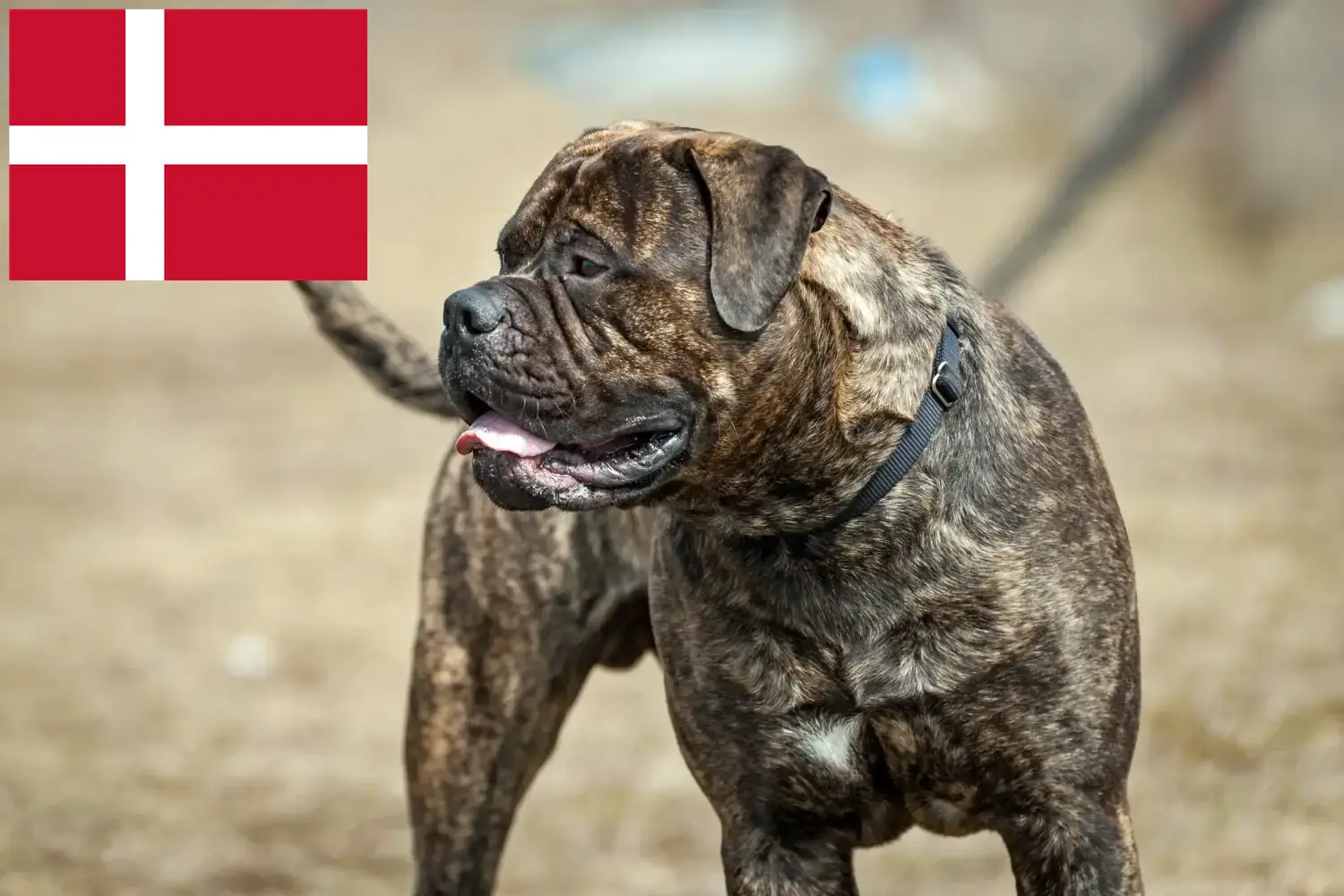 Read more about the article Bullmastiff-opdrættere og hvalpe i Danmark